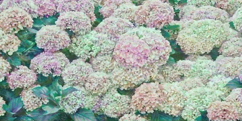 Фреска ALBA Flora арт. 800286