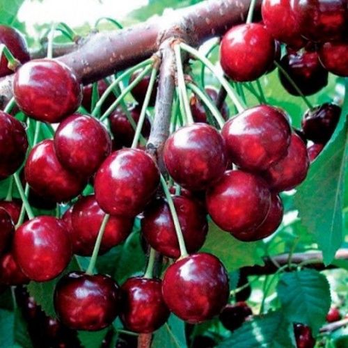 Черешня Народная Сюбаровой