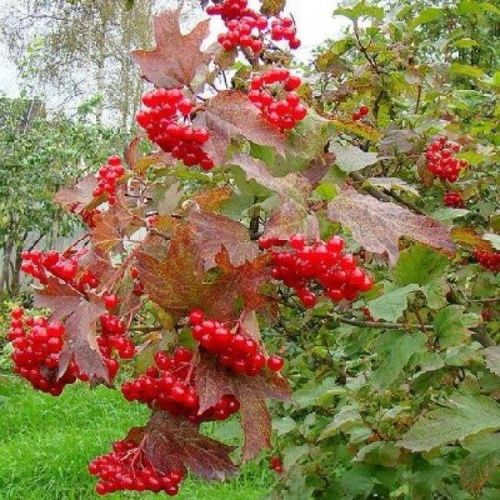 Калина Зарница