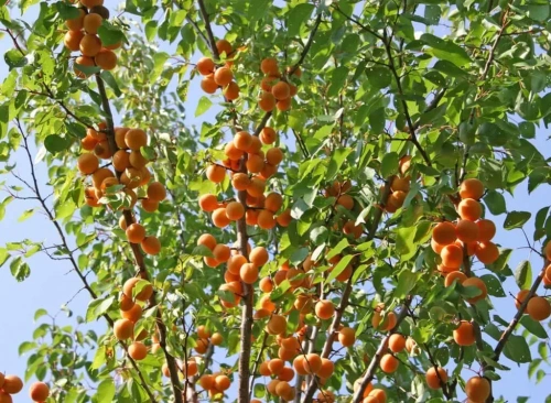 Абрикос Алеша