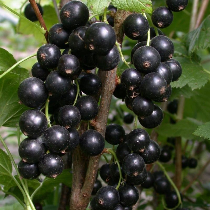 Смородина черная Ленинградский великан