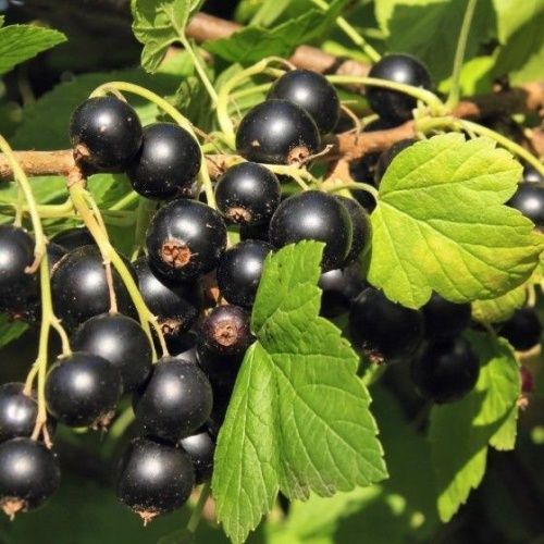 Смородина черная Сенсей