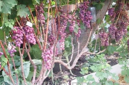 Виноград Виктория