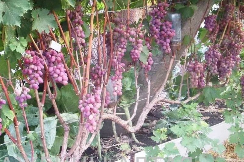 Виноград Виктория