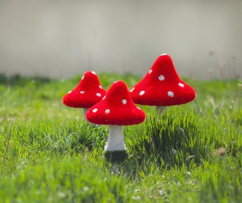 Мухомор большой новый