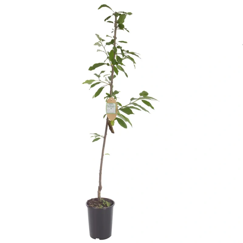 Черешня Крупноплодная