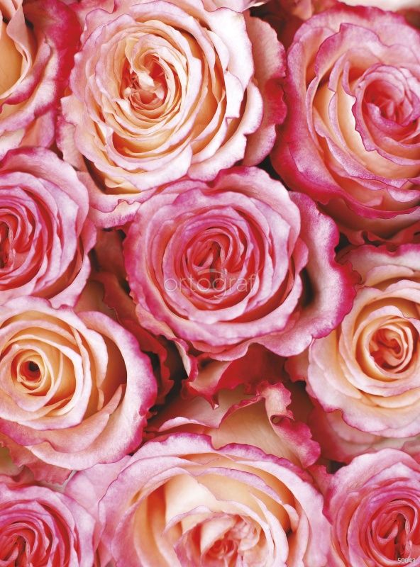 Фреска Розовые розы Art.50043