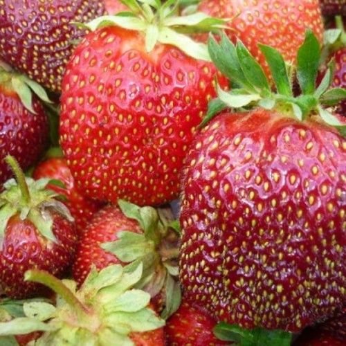 Земляника Елизавета II