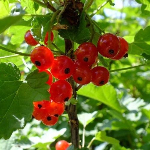 Смородина красная Светлана