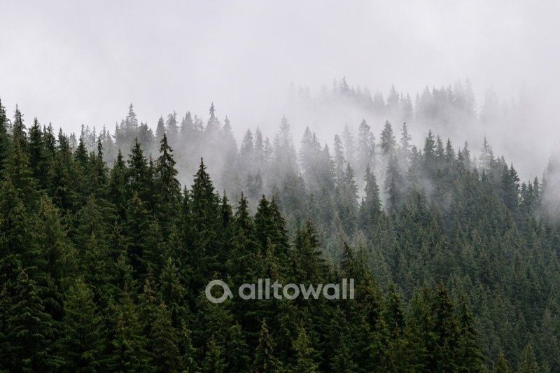 Фреска Хвойные вершины