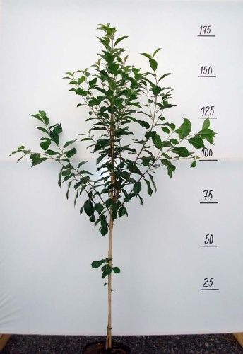 Вишня Памяти Вавилова