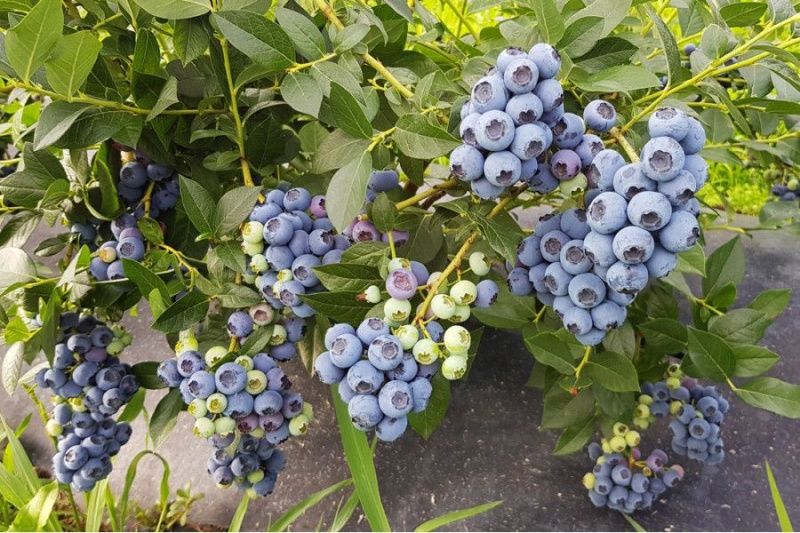 Саженцы голубики, возраст 7 лет С50-70 Река