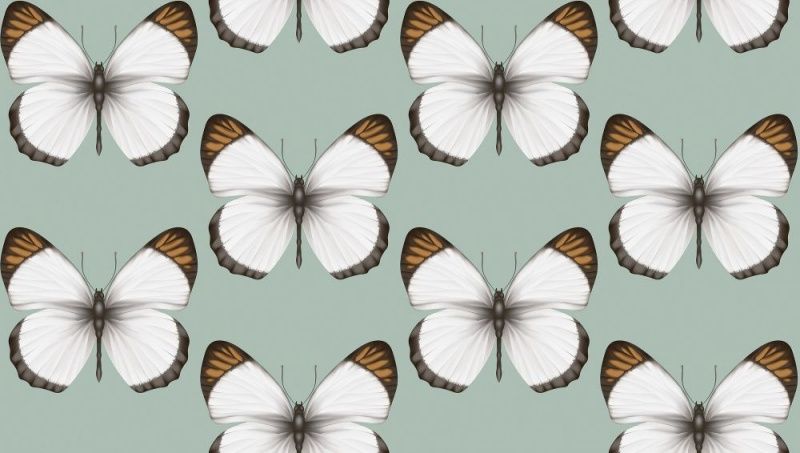 54401-4 Andrea Rossi Cheradi 1,06 x 10,05