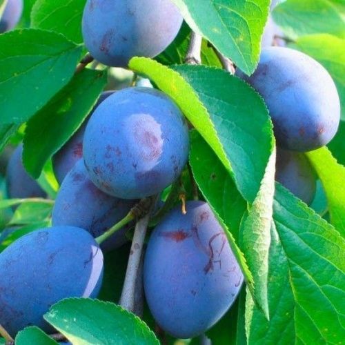 Слива Яичная Синяя