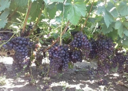 Виноград Муромец