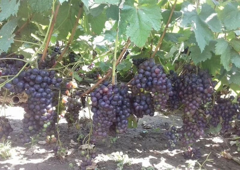 Виноград Муромец
