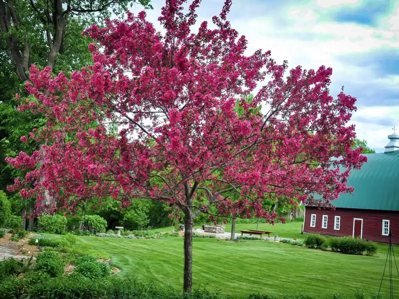 Яблоня Гибридная