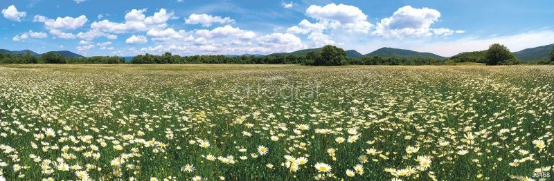 Фреска Ромашковое поле Art.33468