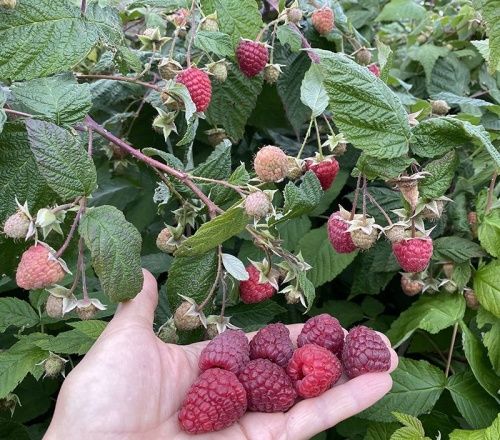 Малина Геракл