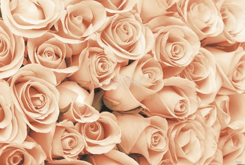 Фреска Кремовые розы Art.5384