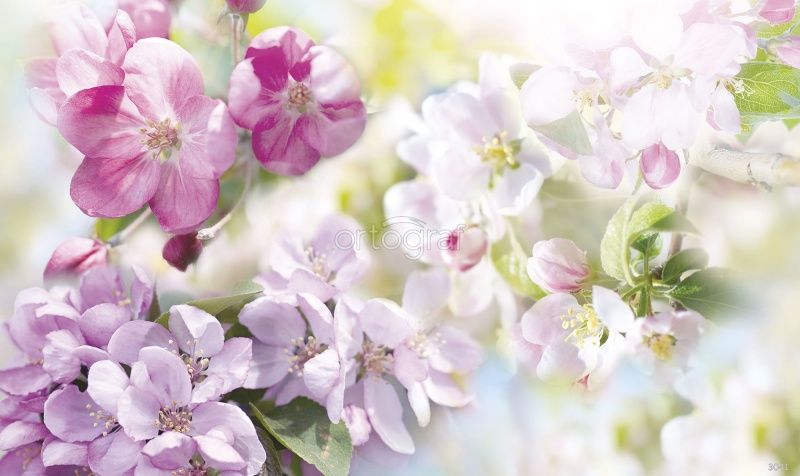 Фреска Цветки вишни Art.3041