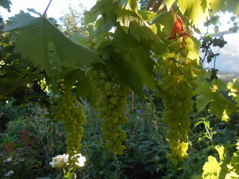 Виноград Александр