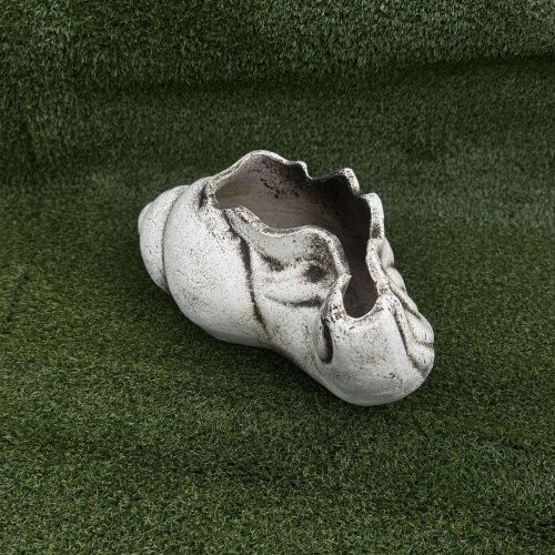 Ракушка большая