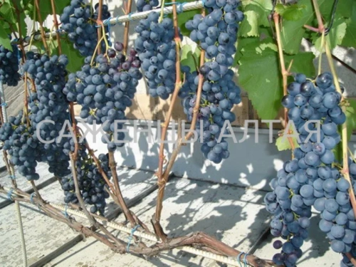 Виноград Агат Донской