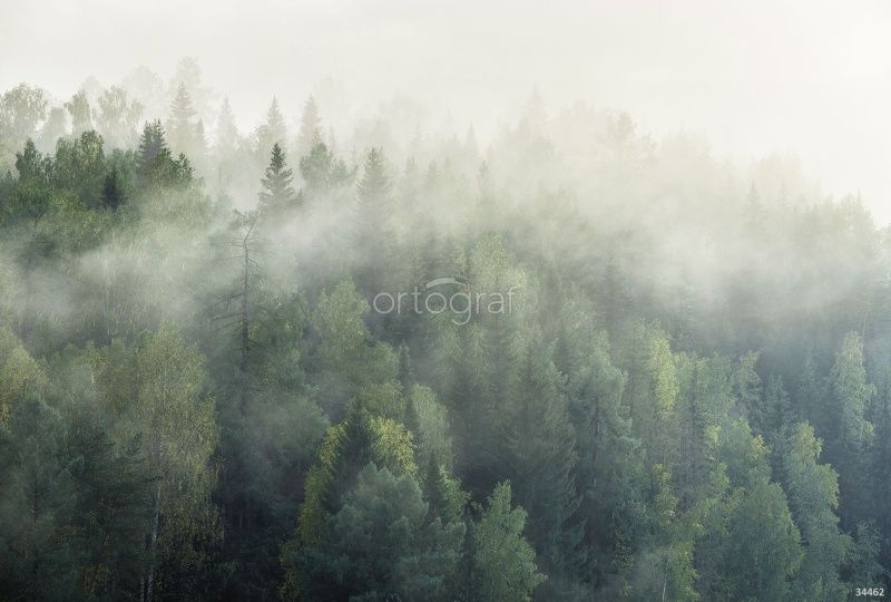 Фреска Туман над лесом Art.34462