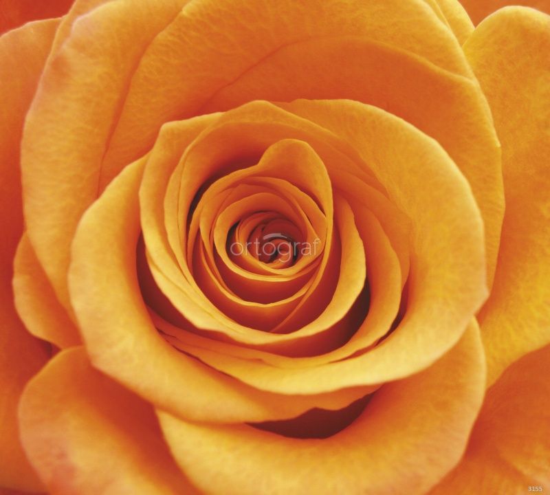 Фреска Роза Art.3155