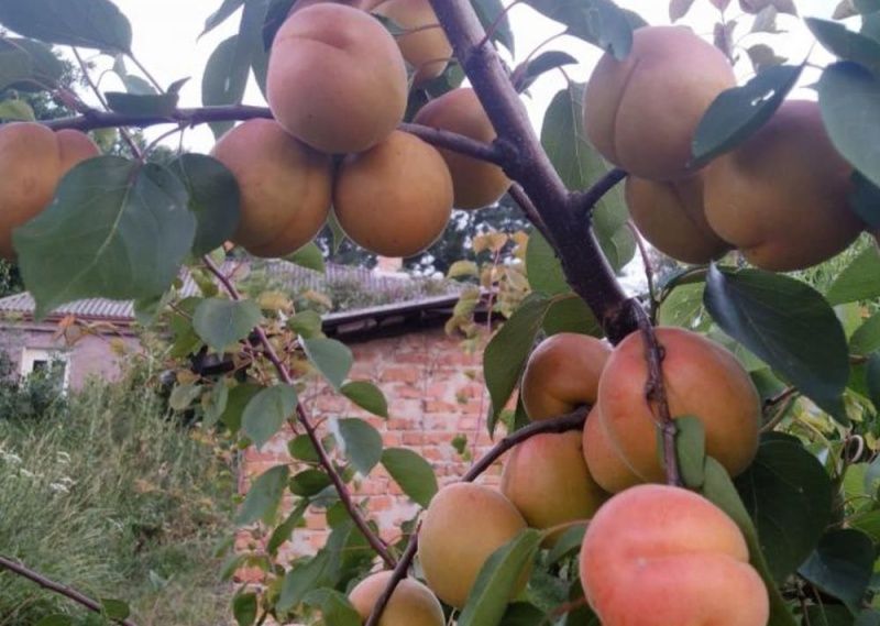 Абрикос Энжей 19