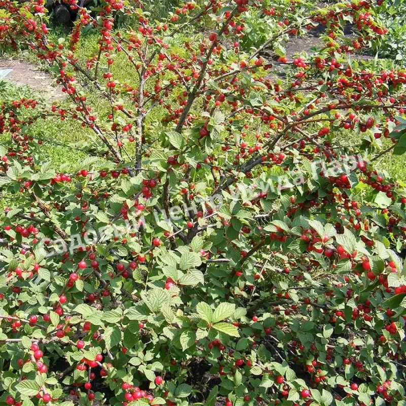 Вишня Восточная