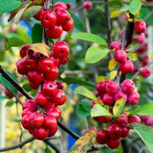 Яблоня Китайка