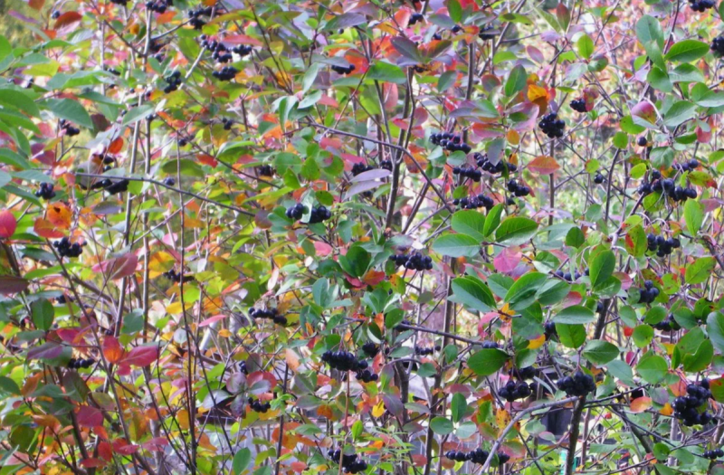 Арония черноплодная