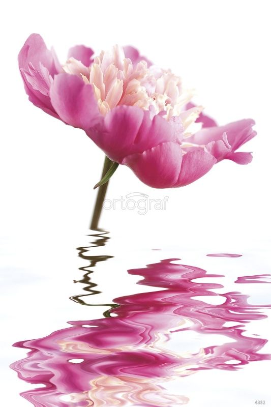 Фреска Розовый пион Art.4332