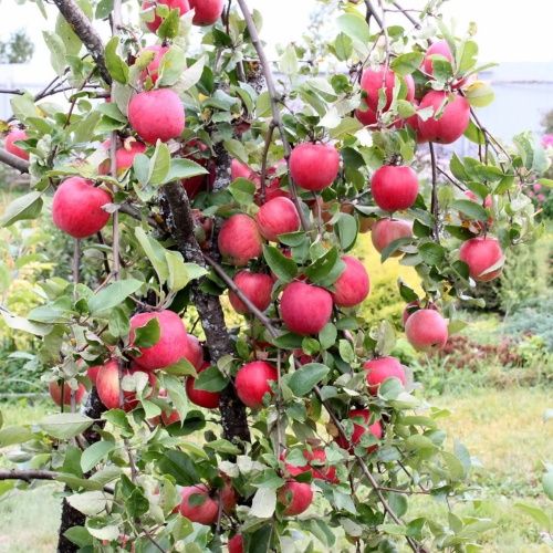 Яблоня Орловский Кандиль