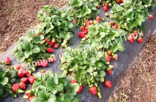 Земляника Гигантелла