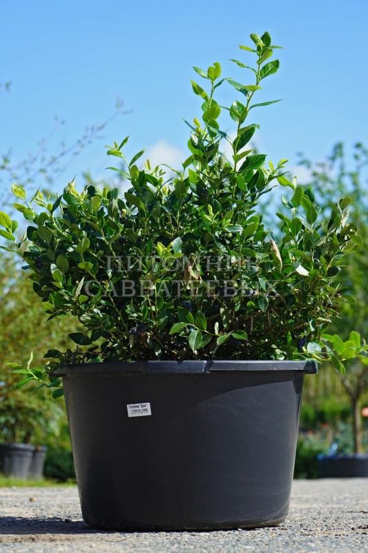 Голубика Дюк