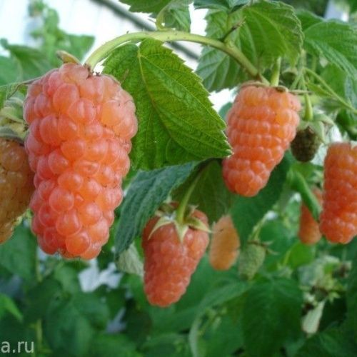 Малина Оранжевое чудо