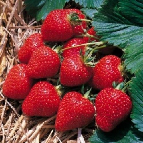 Земляника Остара