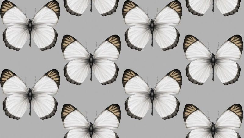 54401-6 Andrea Rossi Cheradi 1,06 x 10,05