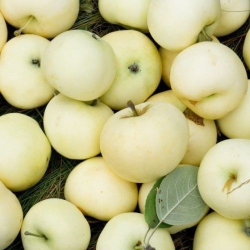 Яблоня Белый Налив