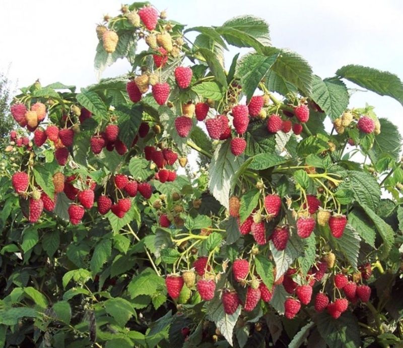 Малина Брянское диво