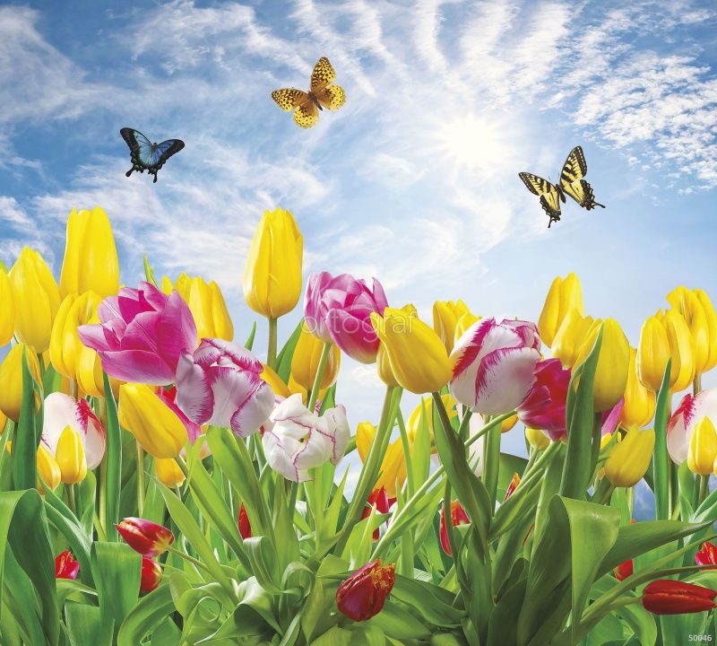 Фреска Разноцветные тюльпаны Art.50046