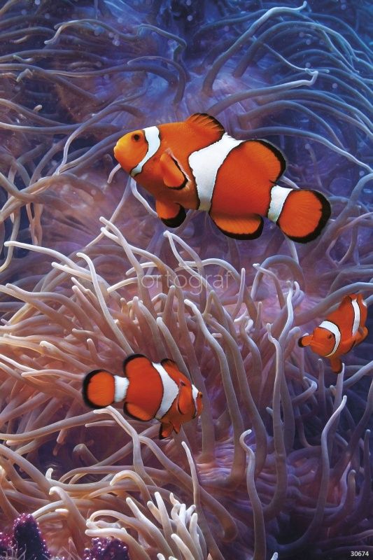 Фреска Рыбы-клоуны Art.30674