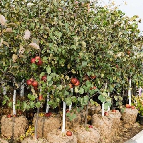 Яблоня Лобо