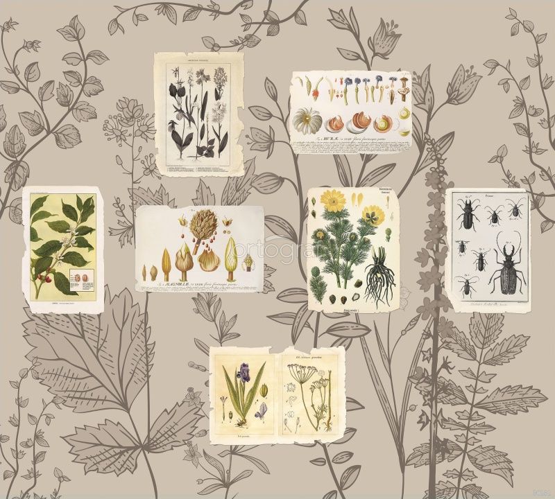 Фреска Из ботанической енциклопедии Art.30232