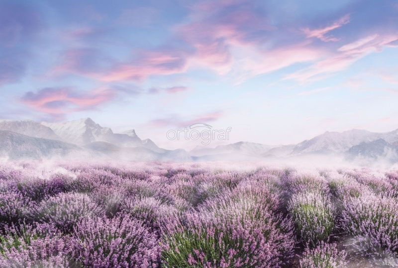 Фреска Лавандовое поле Art.34264