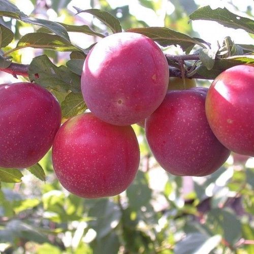 Алыча Найдена