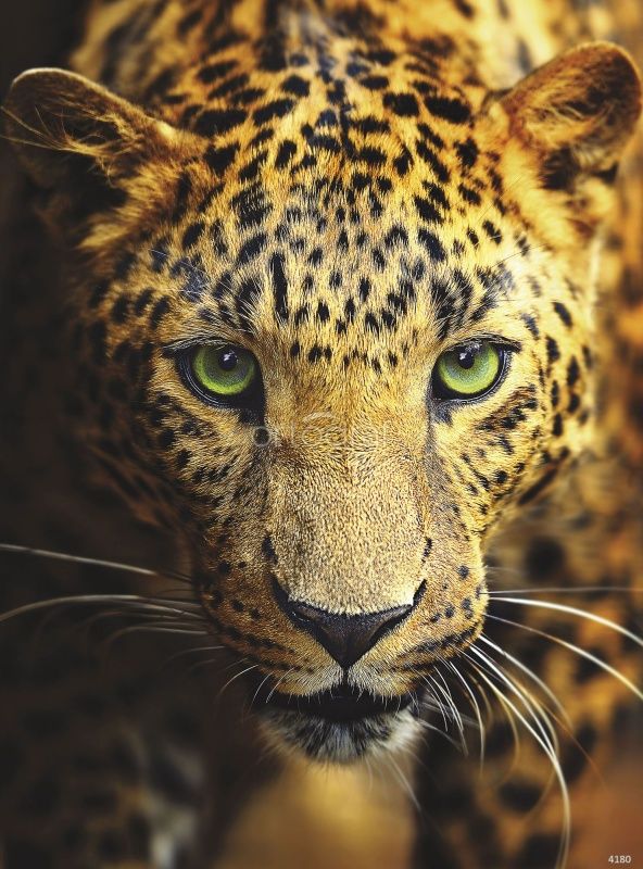 Фреска Леопард Art.4180